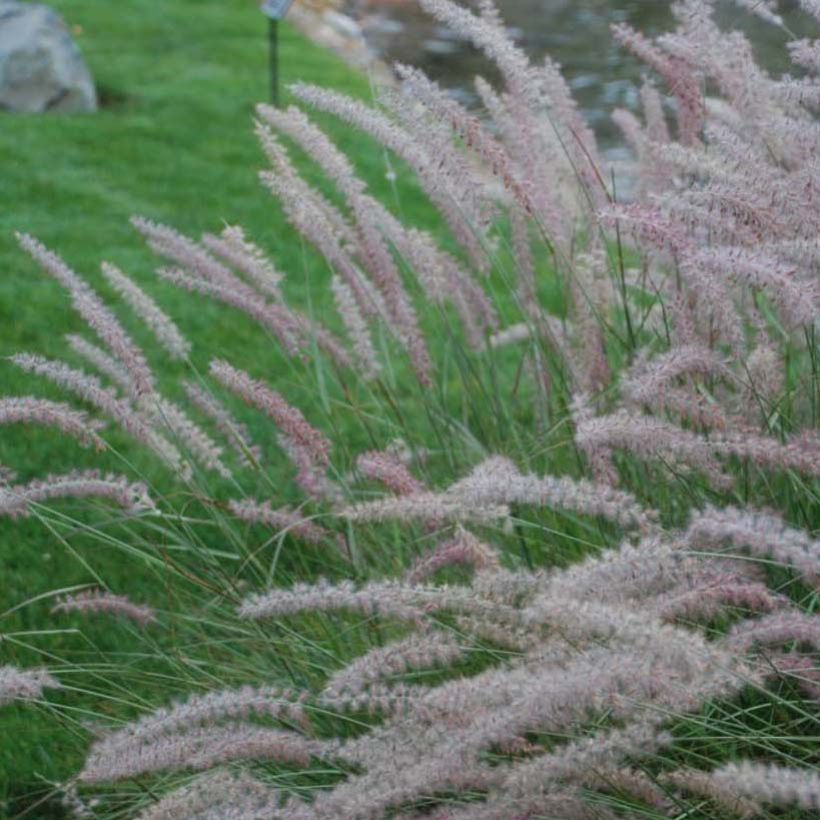 Pennisetum orientale Shogun - Herbe aux écouvillons (Floraison)