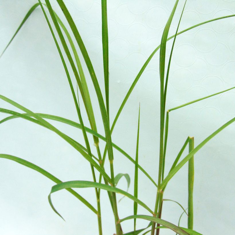 Pennisetum orientale Shogun - Herbe aux écouvillons (Feuillage)
