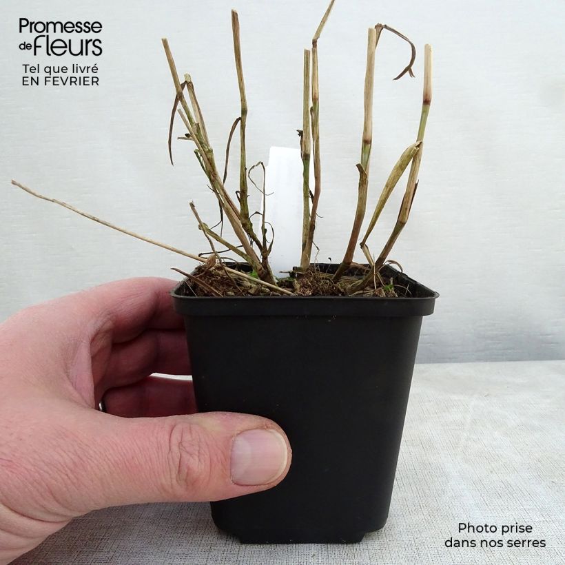 Spécimen de Pennisetum orientale Shogun - Herbe aux écouvillons Godet de 9cm tel que livré en hiver