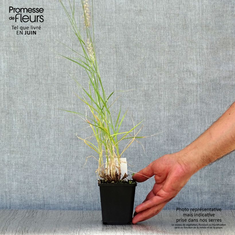 Spécimen de Pennisetum orientale Tall Tails - Herbe aux écouvillons blanc argenté Godet de 8/9 cm tel que livré en été