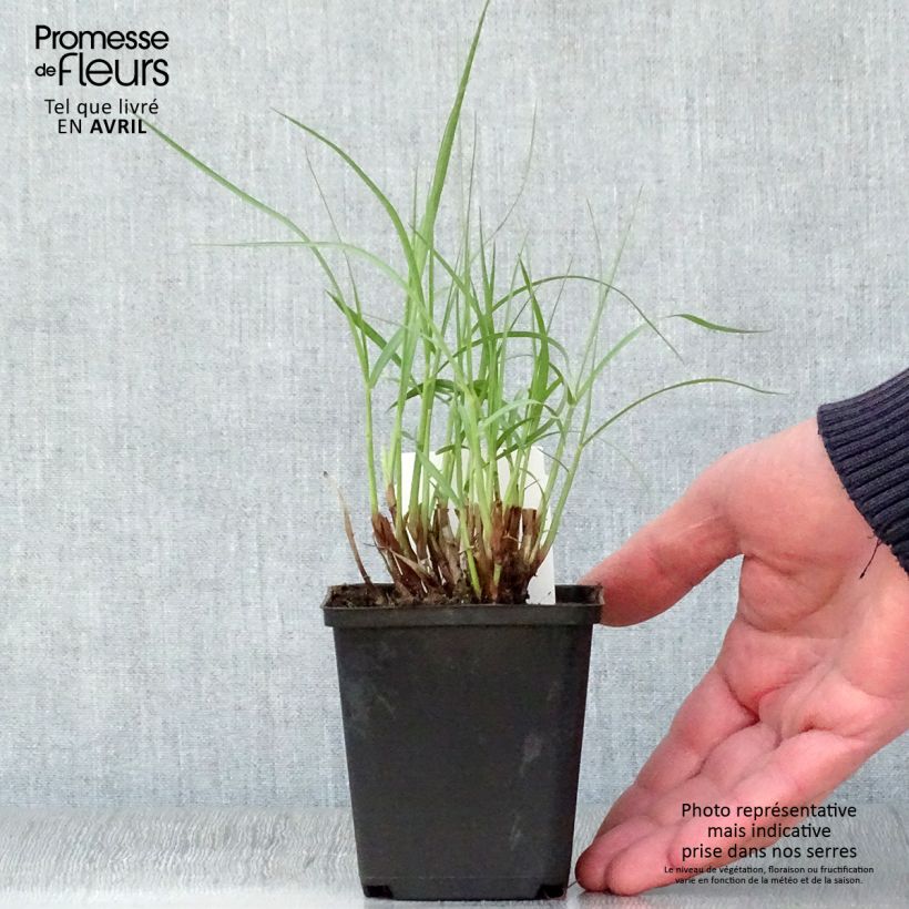 Spécimen de Pennisetum orientale Tall Tails - Herbe aux écouvillons blanc argenté en godet de 9 cm tel que livré au printemps