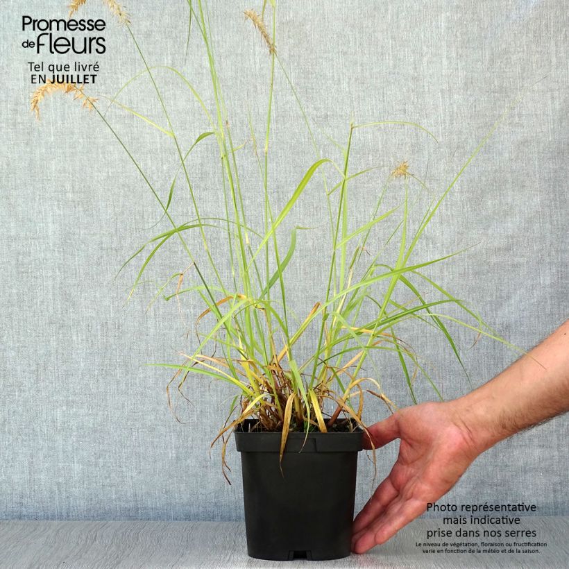 Spécimen de Pennisetum orientale Tall Tails - Herbe aux écouvillons blanc argenté Pot de 2L/3L tel que livré en été