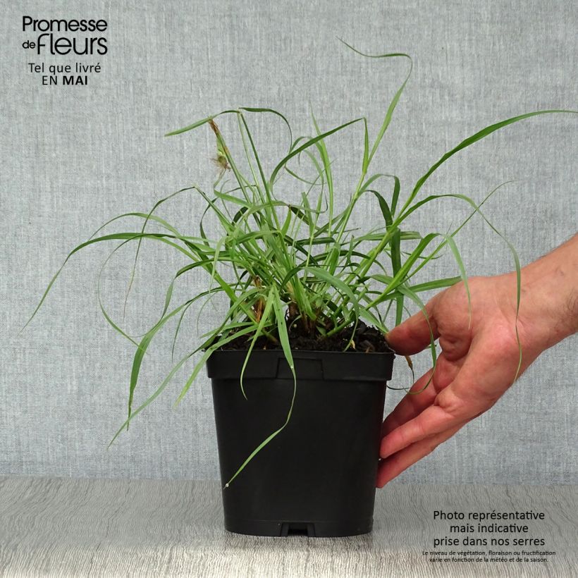 Spécimen de Pennisetum orientale Tall Tails - Herbe aux écouvillons blanc argenté en pot de 2/3 litres tel que livré au printemps