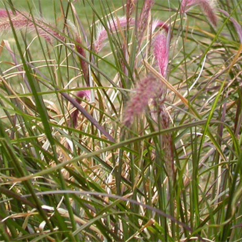 Pennisetum setaceum Ruppellianum - Herbe aux écouvillons (Feuillage)