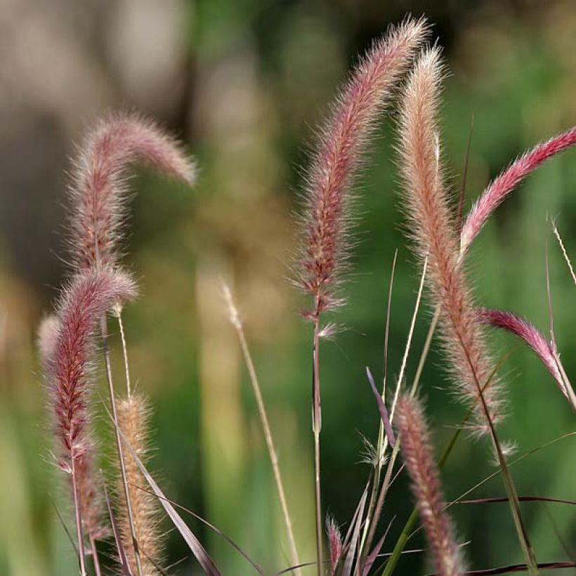 Pennisetum setaceum Ruppellianum - Herbe aux écouvillons (Floraison)