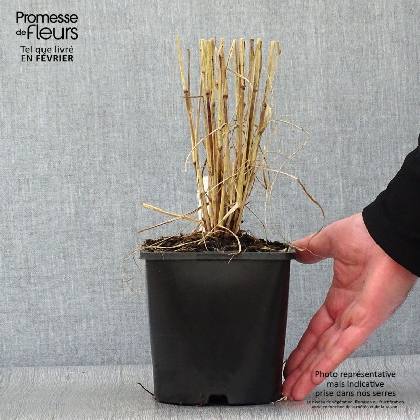 Spécimen de Pennisetum setaceum Fireworks - Herbe aux écouvillons tel que livré en hiver