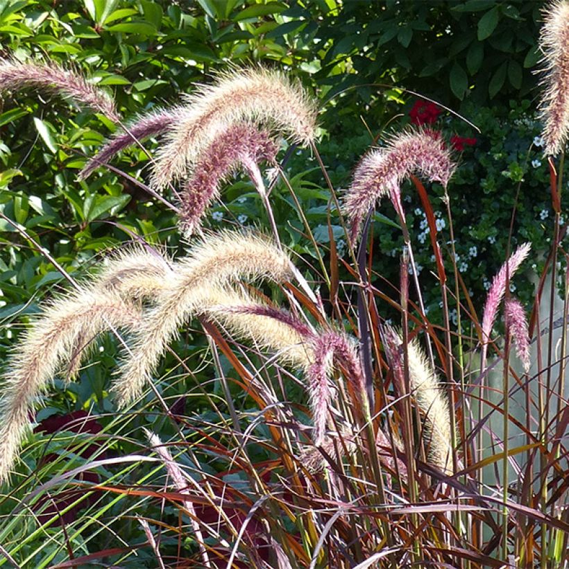 Pennisetum x advena Rubrum - Herbe aux écouvillons pourpres (Floraison)