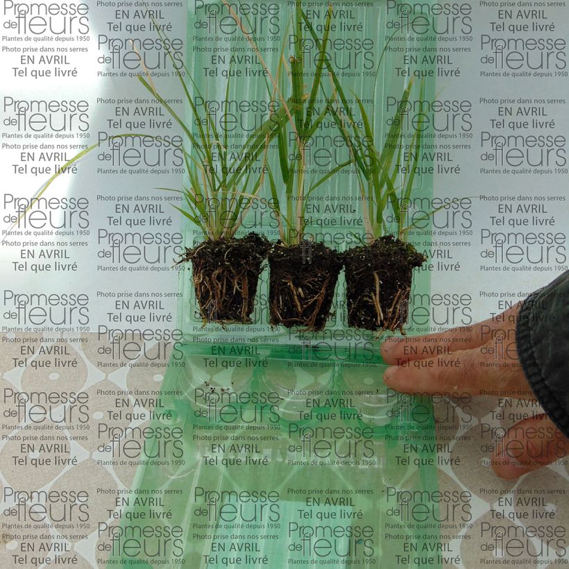 Exemple de spécimen de Pennisetum setaceum Ruppellianum - Herbe aux écouvillons Mini-motte 4 cm tel que livré