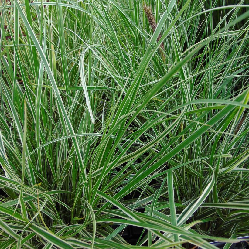 Pennisetum setaceum Skyrocket - Herbe aux écouvillons (Feuillage)