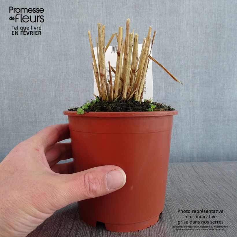 Spécimen de Pennisetum setaceum Skyrocket - Herbe aux écouvillons tel que livré en hiver