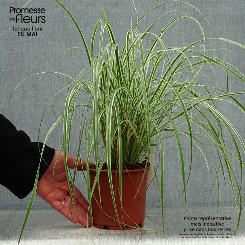 Spécimen de Pennisetum setaceum Skyrocket - Herbe aux écouvillons Pot de 1L/1.5L tel que livré au printemps