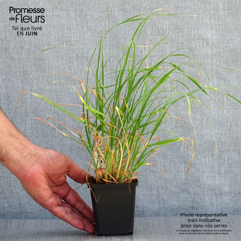 Spécimen de Pennisetum villosum - Herbe aux écouvillons Godet de 8/9 cm tel que livré en été