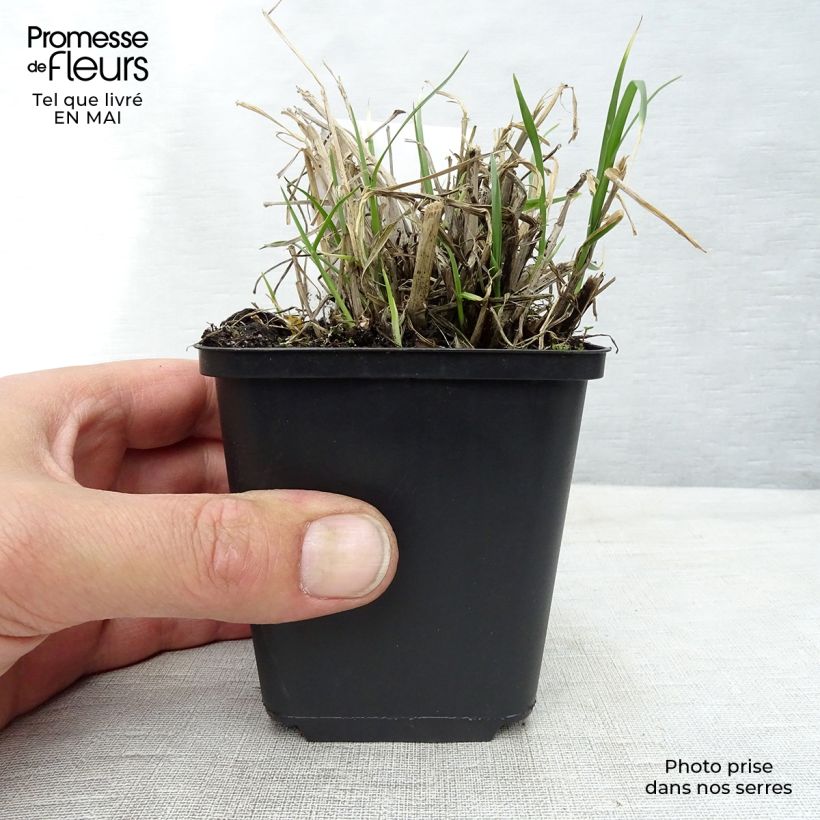 Spécimen de Pennisetum villosum - Herbe aux écouvillons Godet de 8/9 cm tel que livré au printemps