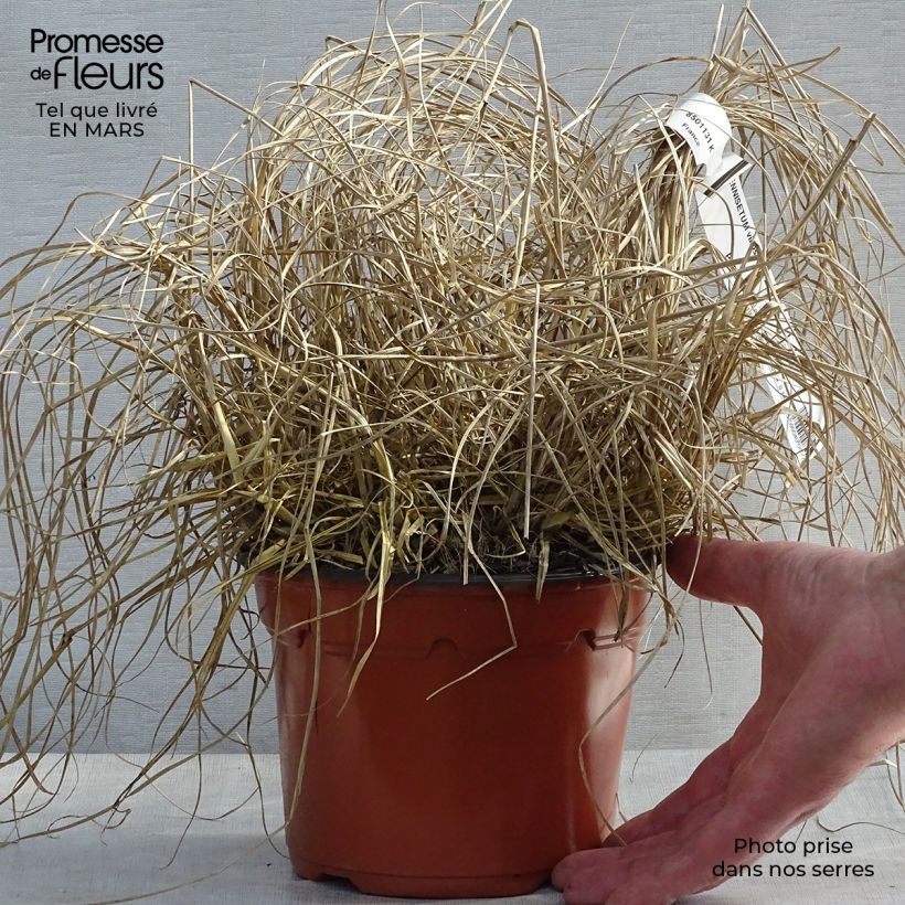 Spécimen de Pennisetum villosum - Herbe aux écouvillons Pot de 2L/3L tel que livré au printemps