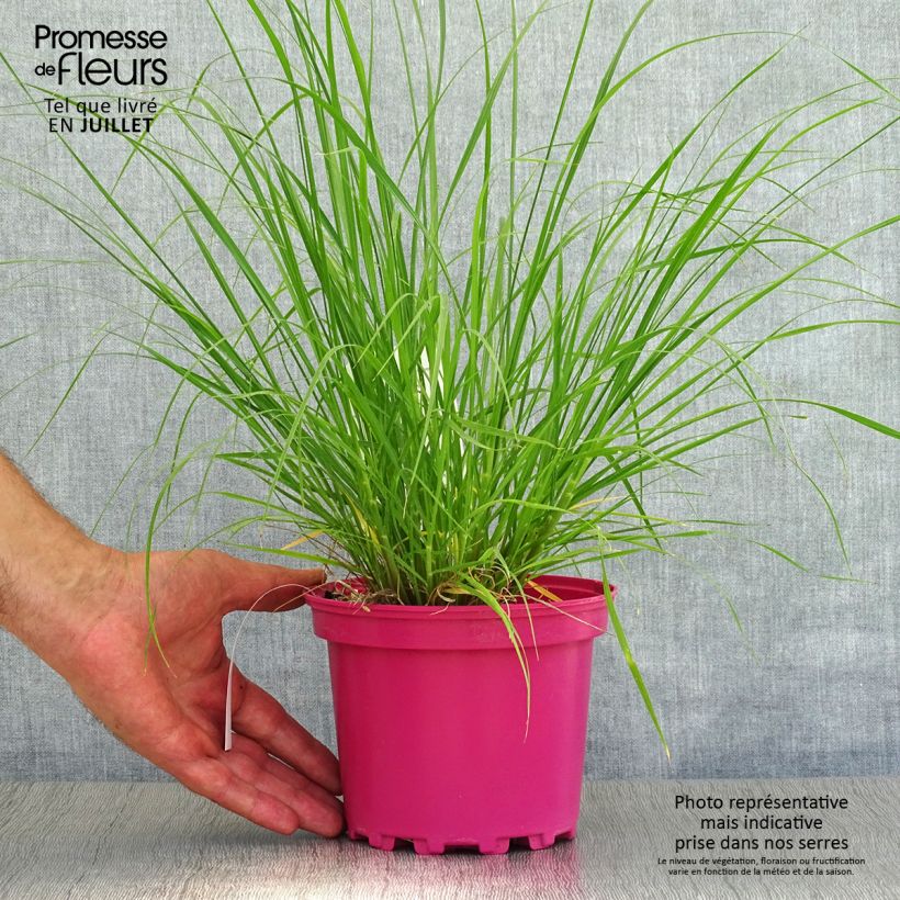Spécimen de Pennisetum villosum - Herbe aux écouvillons Pot de 2L/3L tel que livré en été