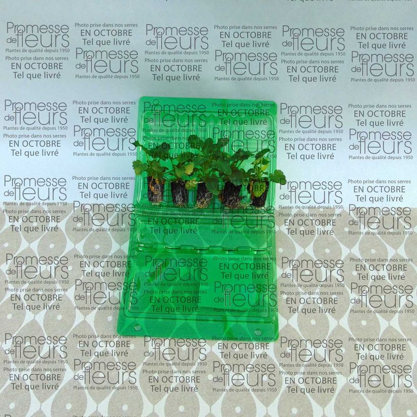Exemple de spécimen de Pensée à Fleurs Moyennes Mariposa Peach Shades Mini-motte Mini-motte 2,,3 cm tel que livré