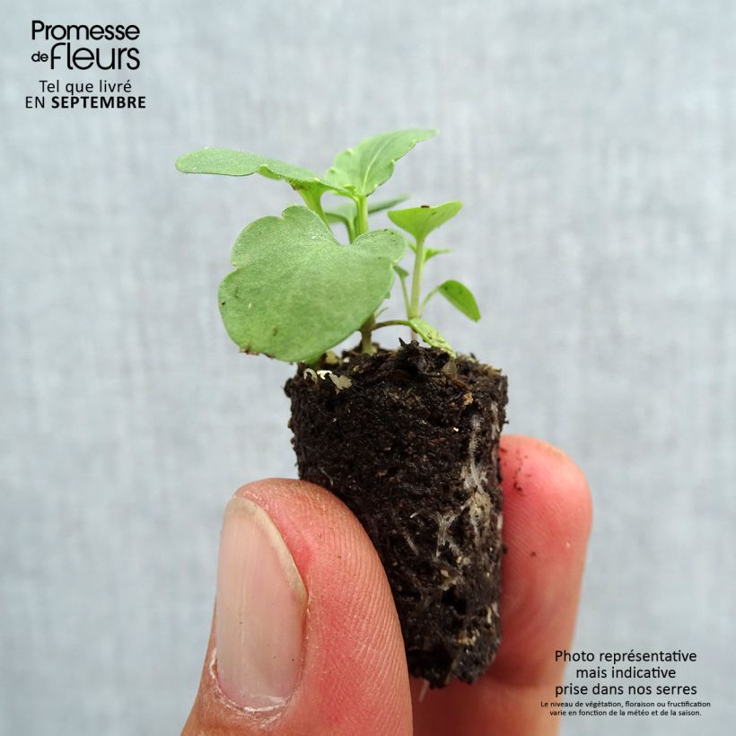 Spécimen de Pensée à Fleurs Moyennes Ultima Morpho - Mini-motte tel que livré en automne