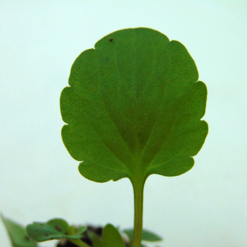 Pensée à fleurs moyennes Ultima Radiance en mélange Mini-motte (Feuillage)