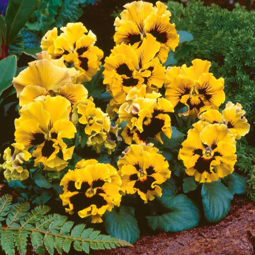 Pensée à fleurs ondulées Frizzle Yellow Mini-motte - Mottes de 3,8 x 3,2 cm en plaque de culture par 16 (Floraison)