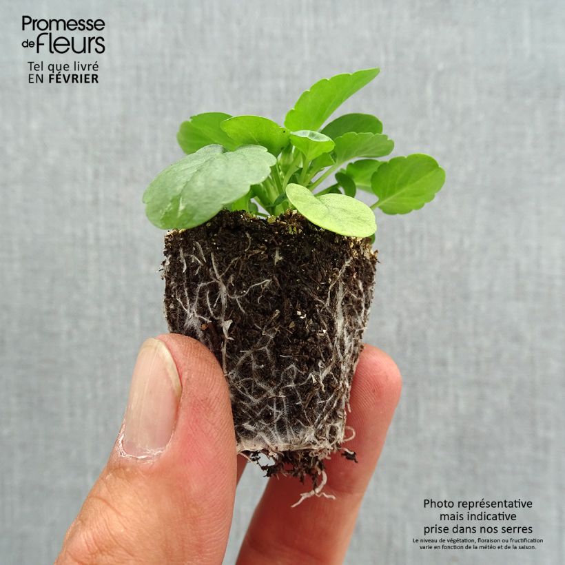Spécimen de Pensée retombante Cool Wave Lemon Improved Mini-motte Jardimotte : motte 3,8 cm x 3,2 cm en plaque de culture par 16, Plant vert de 5 cm de haut environ tel que livré en automne