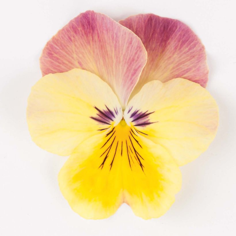Pensée retombante STRAWBERRY SWIRL Mini-motte (Floraison)