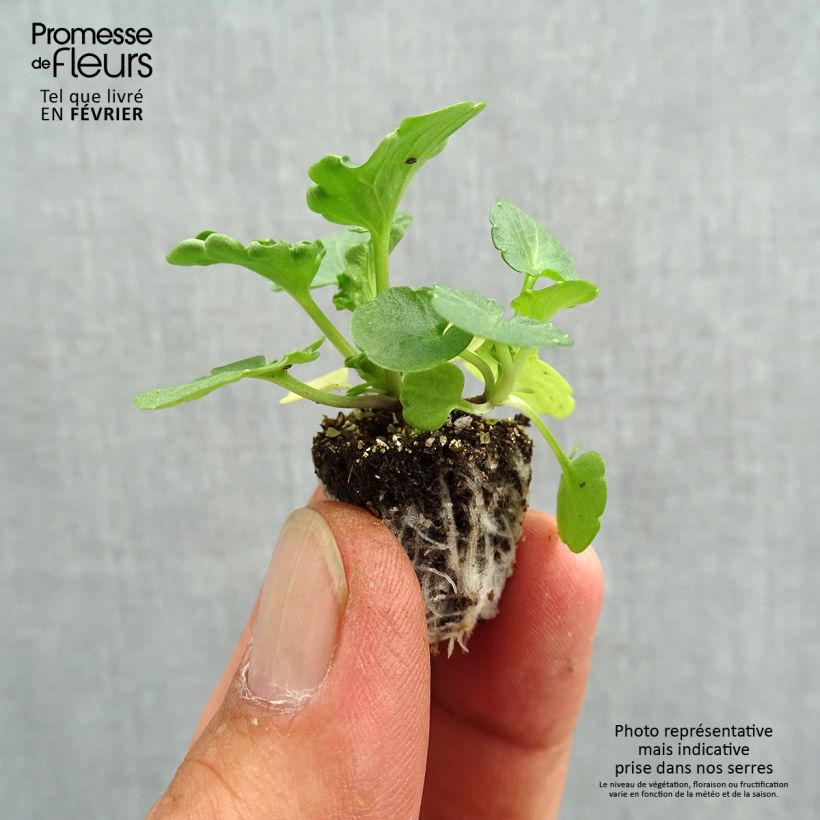 Spécimen de Pensées à fleurs moyennes Prim'Up Ocean Mix en mélange Mini-motte - Mottes de 2,2 x 2,0 cm en plaque de culture par 35 tel que livré en automne