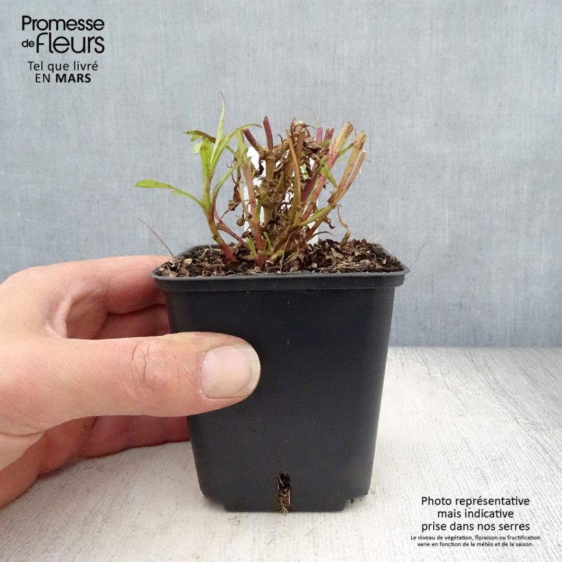 Spécimen de Penstemon Apple Blossom - Galane en godet de 9 cm tel que livré au printemps