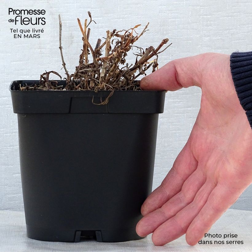 Spécimen de Penstemon Apple Blossom - Galane en pot de 2/3 litres tel que livré au printemps