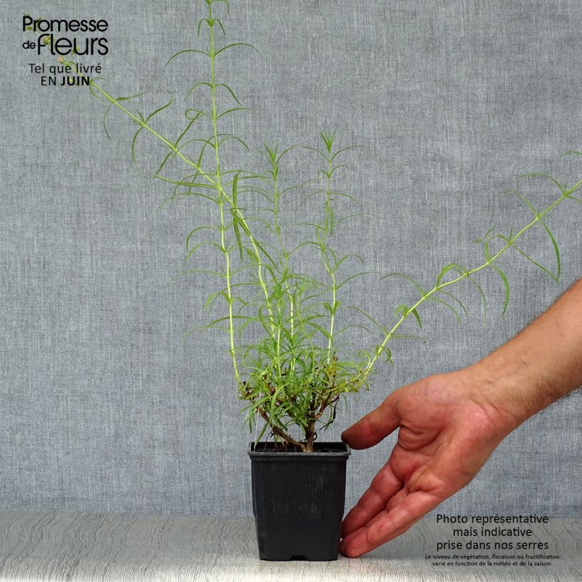 Spécimen de Penstemon Evelyn - Galane Godet de 8/9 cm tel que livré en été