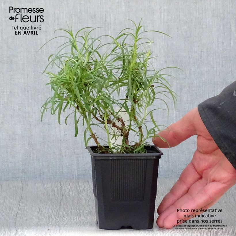 Spécimen de Penstemon Evelyn - Galane Godet de 9cm tel que livré au printemps