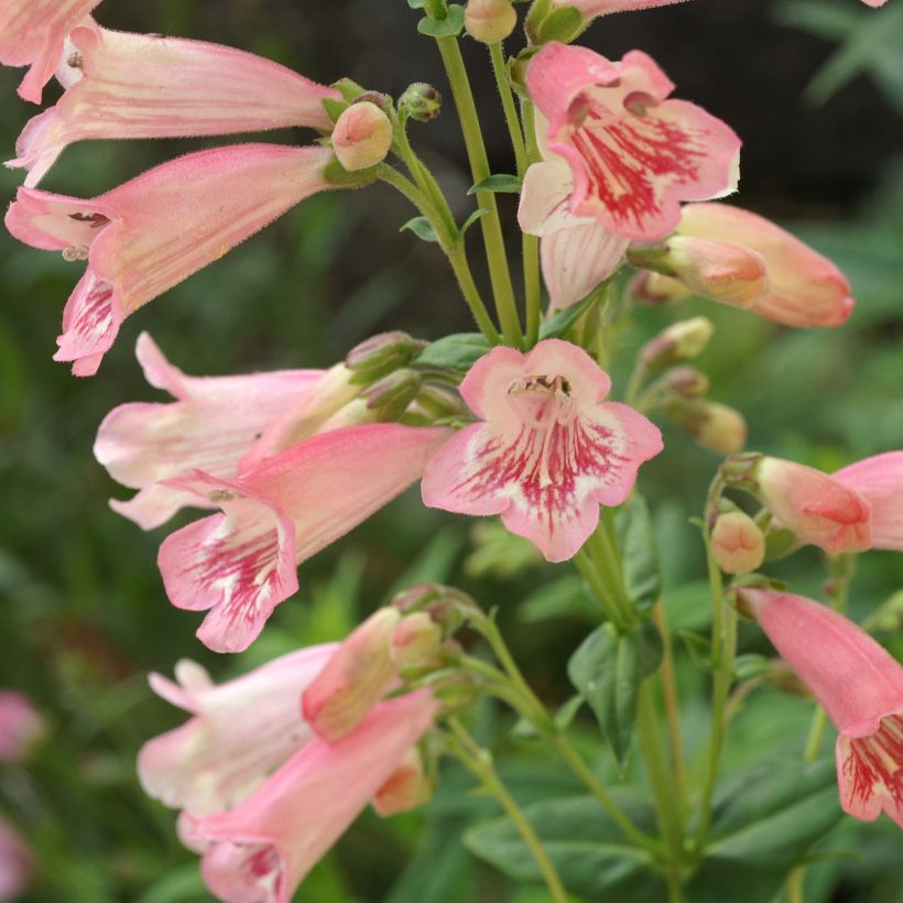 Penstemon Hewell Pink Bedder - Galane (Floraison)