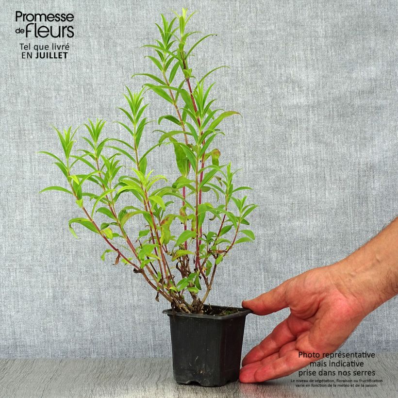 Spécimen de Penstemon Hewell Pink Bedder - Galane Godet de 8/9 cm tel que livré en été
