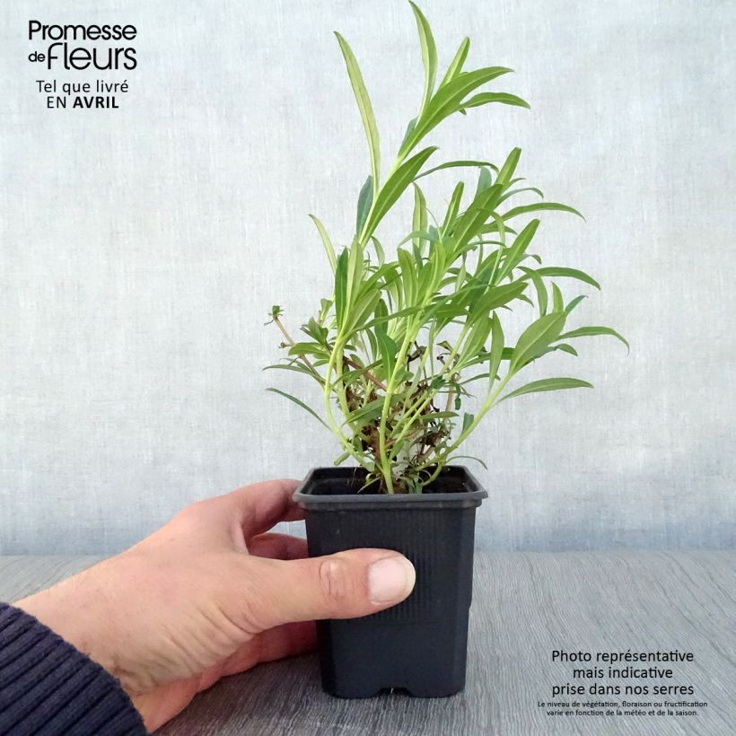 Spécimen de Penstemon Hewell Pink Bedder - Galane Godet de 8 cm tel que livré au printemps
