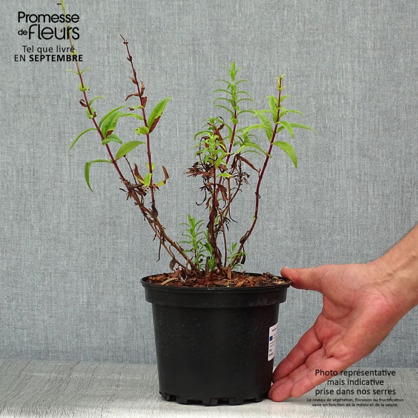 Spécimen de Penstemon Hewell Pink Bedder - Galane Pot de 2L/3L tel que livré en été