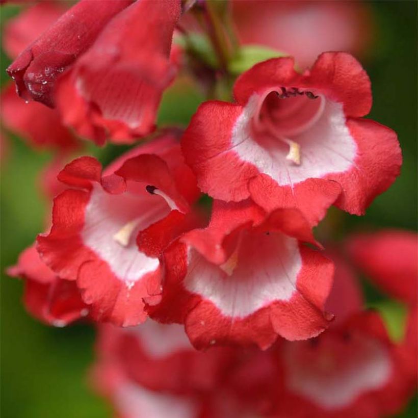 Penstemon Le Phare - Galane (Floraison)