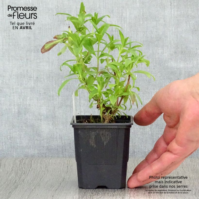 Spécimen de Penstemon Le Phare - Galane Godet de 8/9 cm tel que livré au printemps