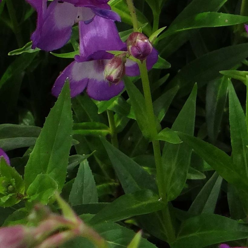 Penstemon Pensham Czar - Galane (Feuillage)