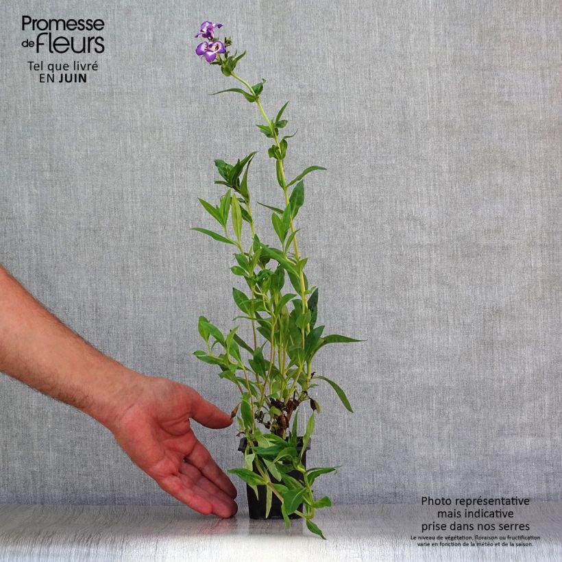 Spécimen de Penstemon Pensham Czar - Galane Godet de 8/9 cm tel que livré en été