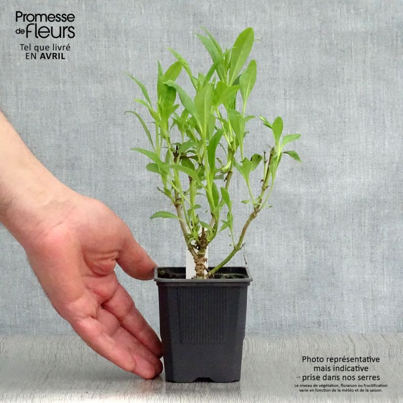 Spécimen de Penstemon Pensham Czar - Galane Godet de 8 cm tel que livré au printemps