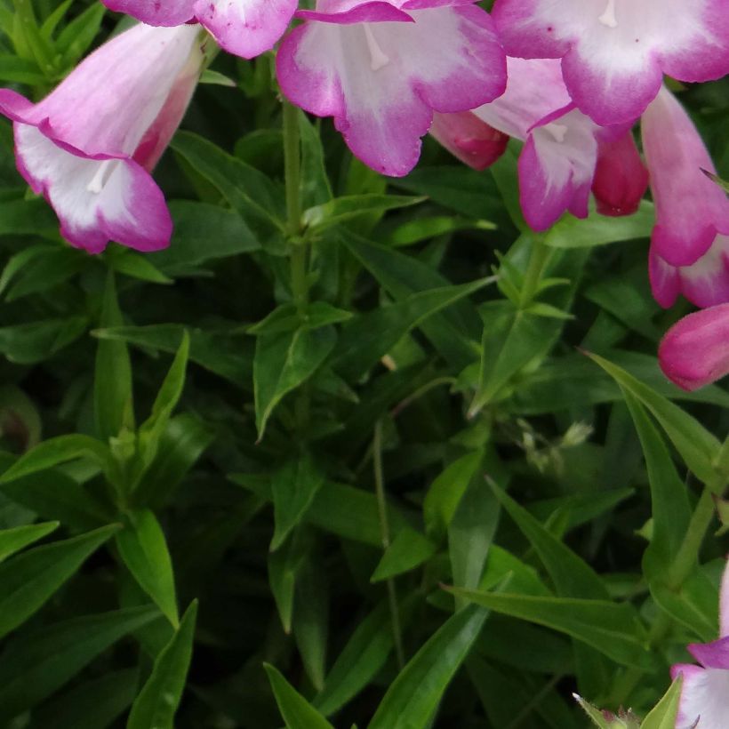 Penstemon Pensham Laura - Galane (Feuillage)