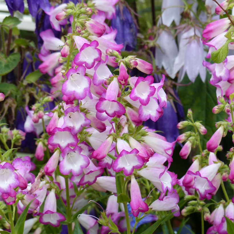 Penstemon Pensham Laura - Galane (Floraison)