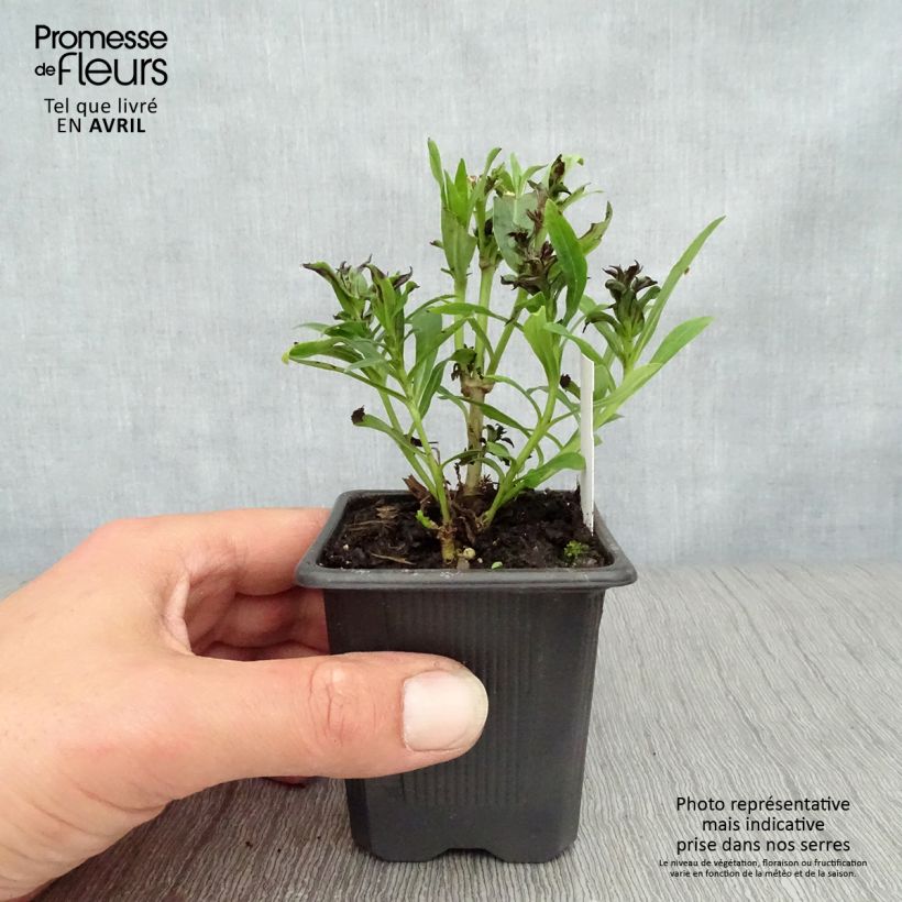 Spécimen de Penstemon Pensham Laura - Galane Godet de 8 cm tel que livré au printemps
