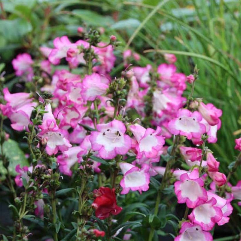 Penstemon Polaris Rose - Galane (Floraison)