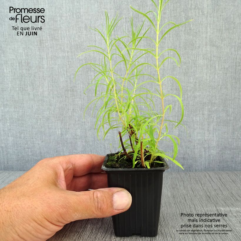 Spécimen de Penstemon Polaris Rose - Galane Godet de 7/8 cm tel que livré en été