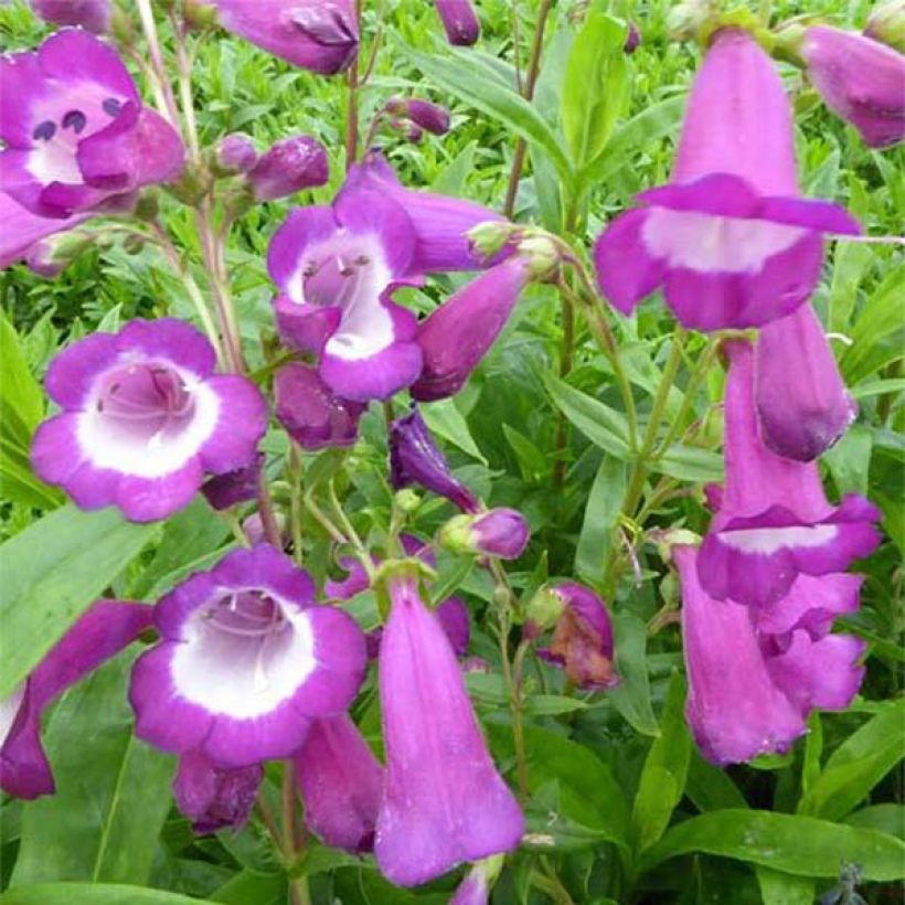 Penstemon Purple Passion - Galane  (Floraison)
