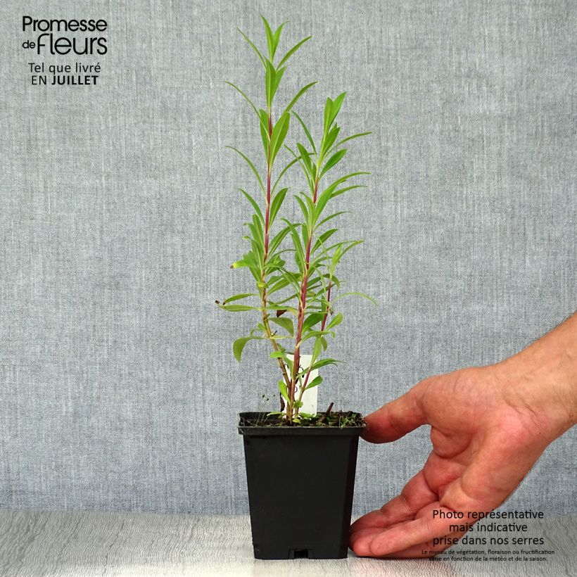 Spécimen de Penstemon Purple Passion - Galane  Godet de 8/9 cm tel que livré en été
