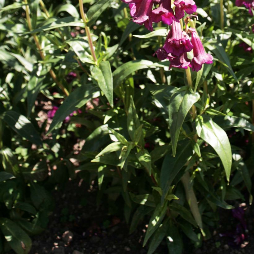 Penstemon Raven - Galane (Feuillage)