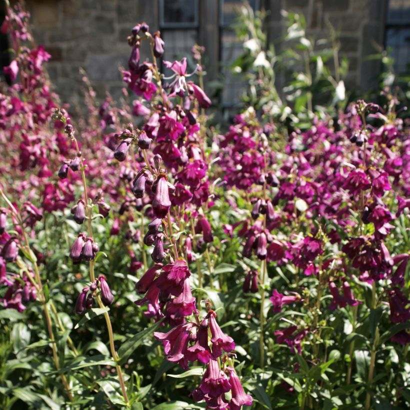 Penstemon Raven - Galane (Floraison)