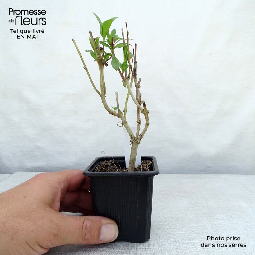 Spécimen de Penstemon Raven - Galane Godet de 9cm tel que livré au printemps