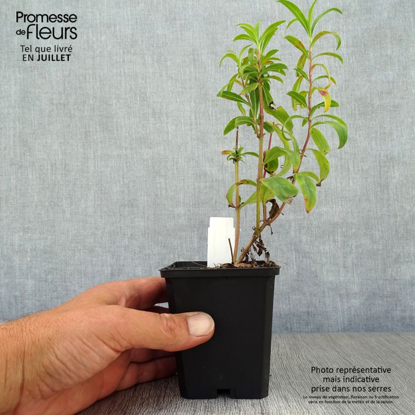 Spécimen de Penstemon Raven - Galane Godet de 8/9 cm tel que livré en été